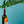 Load image into Gallery viewer, CARROT ‣ Serum 6 oz.
