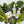 Load image into Gallery viewer, Hemp & Avocado Leaf Legacy Bundle w/FREE TOTE