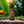 Load image into Gallery viewer, Batana Oil 2 oz.
