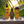 Load image into Gallery viewer, Batana Oil Spray Treatment 6 oz. -  COMING SOON
